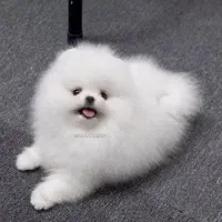 سگ پامر خرسی واقعی/پامرانین عروسکی سایز0