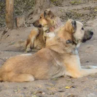 فروش سگ نگهبان