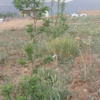 بهترین لوکیشن محمدیه. زمین دوبر با آب و نهال