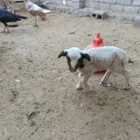 بره شیر خوار،نر