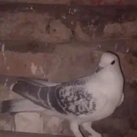 جفت بدرنگ|پرنده|بردسیر, |دیوار