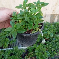 ناز فرانسوی و ناز گوشتی درجه یک و 6عدد کاکتوس بزرگ