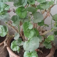 گل اپارتمانی|گل و گیاه طبیعی|مشهد, کلاکوب|دیوار