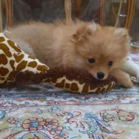 سگ پامرین روباهی ۱۸ میلیون