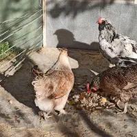 مرغ تخم گذار|حیوانات مزرعه|مشهد, ویلاشهر|دیوار