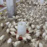 بوقلمون بیوتی ۳۰روزه