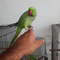 طوطی ملنگو سخنگو