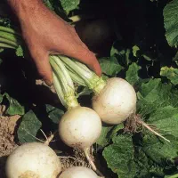 شلغم  شرین قیمت توافقی