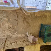 زرد نر گمشده