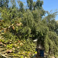 فروش زمین باغی