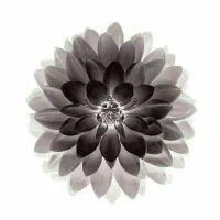 فروش سیمکارت دائمی همراه اول