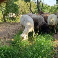 گوسفندداشتی