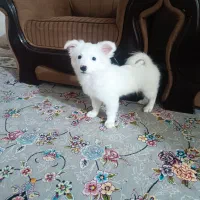 حیوان|سگ|بندرعباس, |دیوار