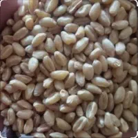 گندم کوهدشت