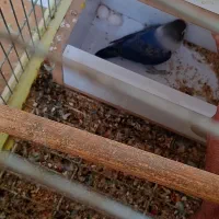 دوجفت طوطی برزیلی یا جوجه مولد|پرنده|آبادان, |دیوار