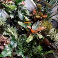 کروتن/انواع گل آپارتمانی/گیاه آپارتمانی زاموفیلیا|گل و گیاه طبیعی|فردیس, فردیس|دیوار