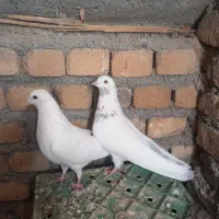 سبز دم سفید|پرنده|ملایر, |دیوار