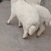 بره عراقی چاق چاق