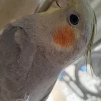 سلام عروس هلندی من گمشده