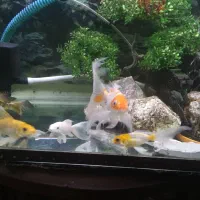 آکواریوم کامل با همه ای تجهیزات|ماهی|خمینیشهر, |دیوار