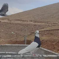 پرنده زینتی