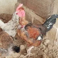 مرغ وخروس گلین گردن لخت