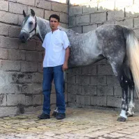 پانسیون و خدمات نگهداری اسب