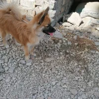 سگ پامر|سگ|مرودشت, فیروزی|دیوار