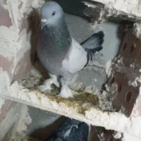 کبوتر ترکیه|حیوانات|میاندوآب, |دیوار