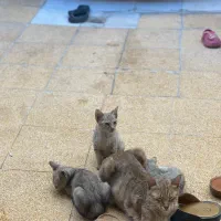 واگزاری گربه|گربه|شوش, |دیوار