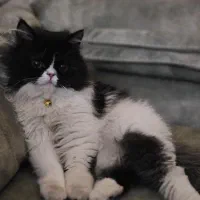 گربه پرشین مینیاتوری دست پا کوتاه