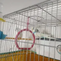 مرغ عشق زیبا