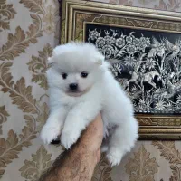 پامر خرسی|سگ|اصفهان, کوی نرگس|دیوار