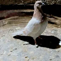 کفتر المانی ورنگه|پرنده|سلیمان, |دیوار