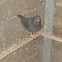 کبوتر|پرنده|محمدشهر, محمدشهر|دیوار