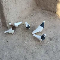 کبوتر طوقی|پرنده|عطاملک, |دیوار