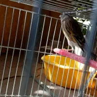 سهره قناری ماده|پرنده|بروجرد, |دیوار