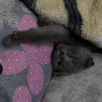 اسکاتیش. دونیم ماهه|گربه|قم, زنبیل آباد|دیوار