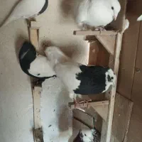 کفتر|پرنده|شیراز, لب آب|دیوار