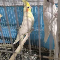 دو عدد عروس هلندی نر|پرنده|قائن, |دیوار