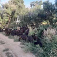 گوسفند قره قزل