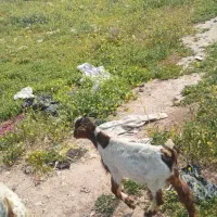 بز نر وماده