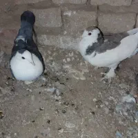 کبوتر رنگی معامله با سبز