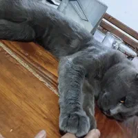 گربه خانگی|گربه|ماهدشت, |دیوار