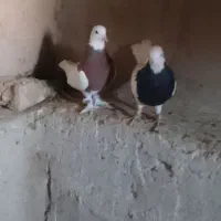 جفت طوقی نر|پرنده|زهک, |دیوار