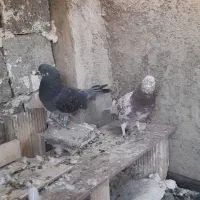 سرور|پرنده|مشکین‌دشت, |دیوار