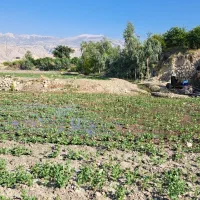 زمین کشاورزی 3هکتار|فروش دفتر صنعتی، کشاورزی، تجاری|دوگنبدان, |دیوار