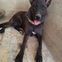 سگ مالینیوز ۶ ماهه