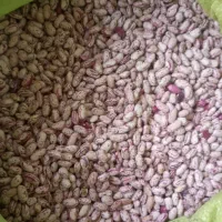 لوبیا چیتی تازه