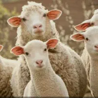از خود دامداری خریدکنیدبدون هیچی دردسری گوسفندزنده